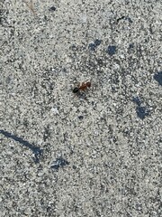 Camponotus floridanus