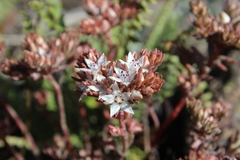 Sedum goldmanii