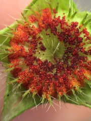 Synchytrium australe