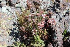 Sedum goldmanii