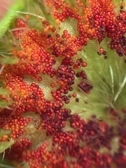 Synchytrium australe