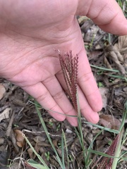 Chloris verticillata