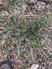 Chloris verticillata