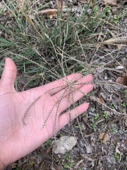 Chloris verticillata
