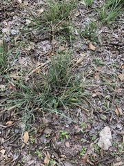 Chloris verticillata