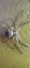 Philodromidae