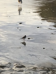 Charadrius semipalmatus