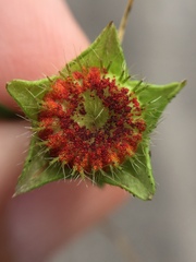 Synchytrium australe