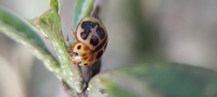 Coccinellinae