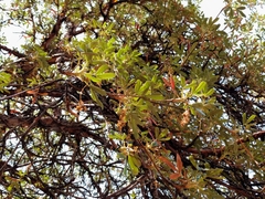 Polylepis