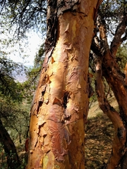 Polylepis