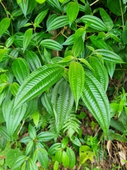Miconia crenata