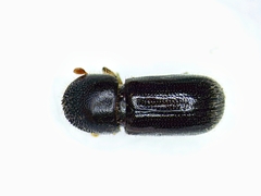 Xyloterinus politus