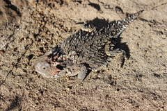 Phrynosoma orbiculare