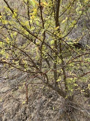 Bursera bipinnata