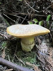 Suillus caerulescens