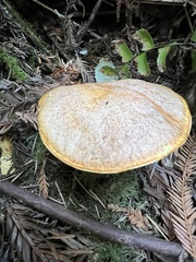 Suillus caerulescens