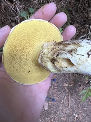 Suillus caerulescens