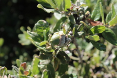 Quercus microphylla
