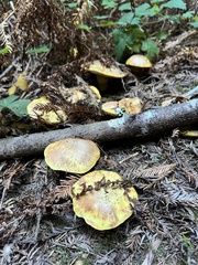 Suillus caerulescens