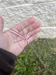 Dichanthium annulatum