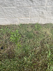 Dichanthium annulatum