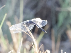 Erythrodiplax berenice