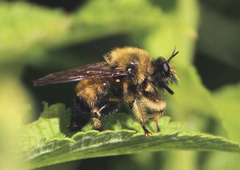 Laphria sacrator