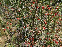 Citharexylum herrerae