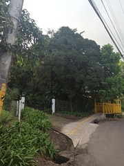 Ehretia latifolia