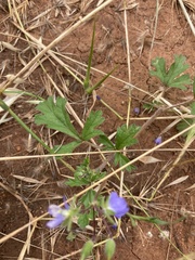 Erodium crinitum