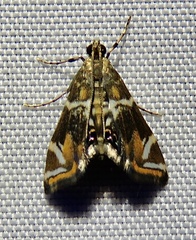 Acentropinae