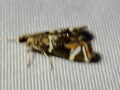 Acentropinae
