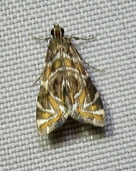Acentropinae