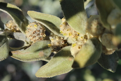 Buddleja perfoliata