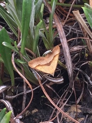 Anachloris subochraria