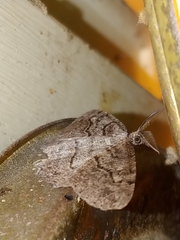 Neoalcis californiaria