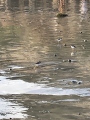 Charadrius semipalmatus