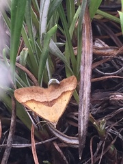 Anachloris subochraria