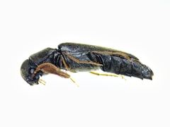 Isorhipis obliqua