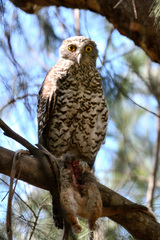 Ninox strenua