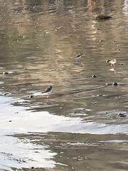 Charadrius semipalmatus