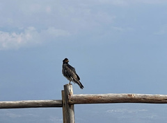 Daptrius carunculatus