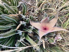 Stapelia gigantea