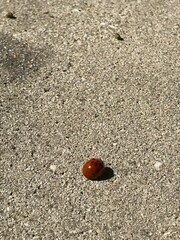 Harmonia axyridis