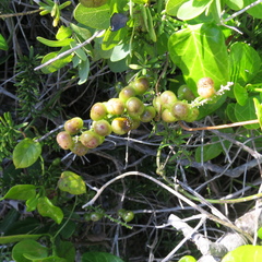 Asparagus densiflorus