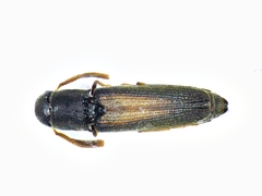 Isorhipis obliqua