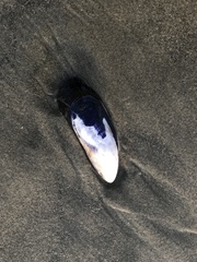 Mytilus californianus