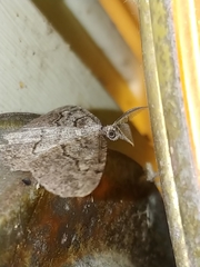 Neoalcis californiaria