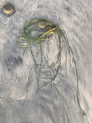 Phyllospadix torreyi